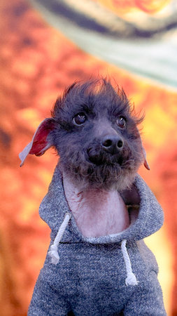 A dog dressed up in a Halloween costume looking at the camera.の写真素材