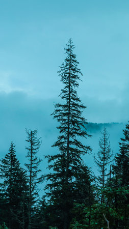 Silhouette of spruce trees in the foggy forest.の写真素材