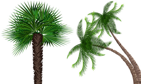 illustration of palms treeのイラスト素材