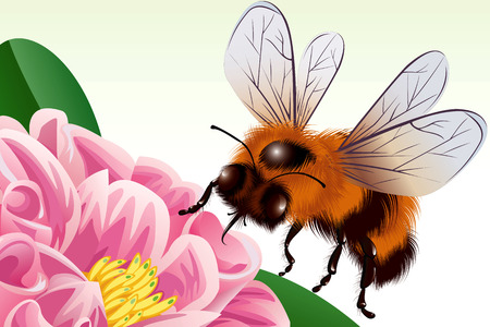 Bee is flying to a flowerのイラスト素材