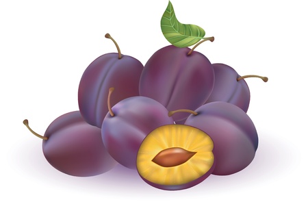 illustration of plums isolated on the white backgroundのイラスト素材