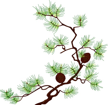 Pine branch isolated on white backgroundのイラスト素材