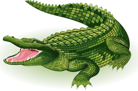 Vector illustration of a crocodile on white backgroundのイラスト素材