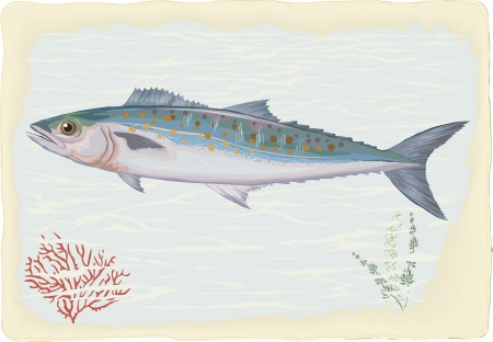 Mackerel on retro style backgroundのイラスト素材