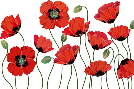 Red poppies isolated on white background Red poppies isolated on white background