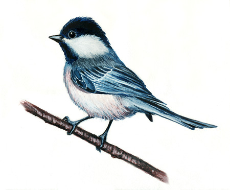 Watercolor illustration of a blue tit on a white backgroundの写真素材