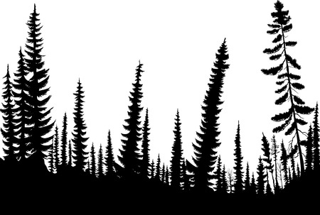 Silhouettes of fir-trees in a coniferous forestのイラスト素材