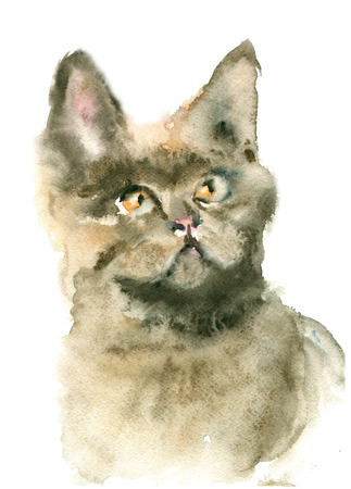 Watercolor illustration British cat isolated on white backgroundの写真素材