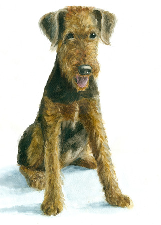 Watercolor Airedale puppy on white backgrounの写真素材