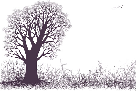 Landscape silhouette with oak tree in the meadow isolated on white layout.のイラスト素材