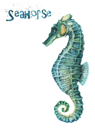 Watercolor seahorse isolated on white backgroundの写真素材
