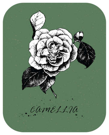 Hand drawn Tea Rose in vintage style. Drawn rose with white backing, color layer and white background are in separate layersのイラスト素材
