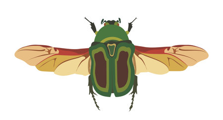 may bug scarab with wings top view, vector graphic color illustration on white background