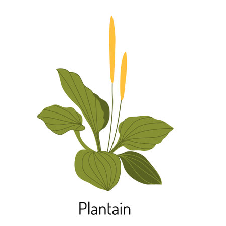 Vector illustration of plantain grass in a flat style isolated on a white background. Medical herbs and medicinal plants.のイラスト素材