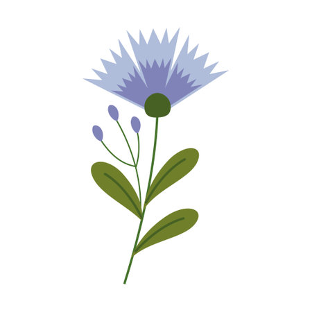 Vector chicory flower isolated on white background. Illustration of a flowering branch of a medicinal plant in a cartoon flat style.のイラスト素材