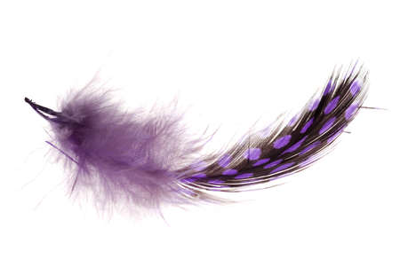 feather flying macro object isolatedの写真素材