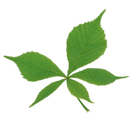 Green leaf single isolated object over whiteの写真素材