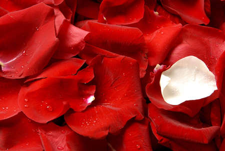 Background red roses petalsの写真素材