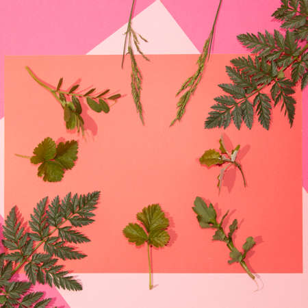 Fresh forest leaves flat lay arranged on three different background.の写真素材