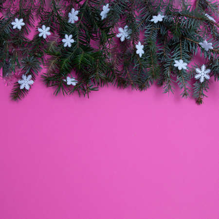 Evergreen trees with snowflakes on a pink background with copy space. Flat lay concept.の写真素材