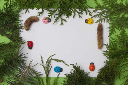 Evergreen branches surround the white copy space on a green background. Pine seed with bugs. Minimal flat lay.の写真素材