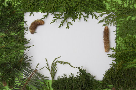 Evergreen branches surround the white copy space on a green background. Minimal flat lay.の写真素材