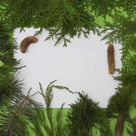 Evergreen branches surround the white copy space on a green background. Pine seed. Minimal flat lay.の写真素材