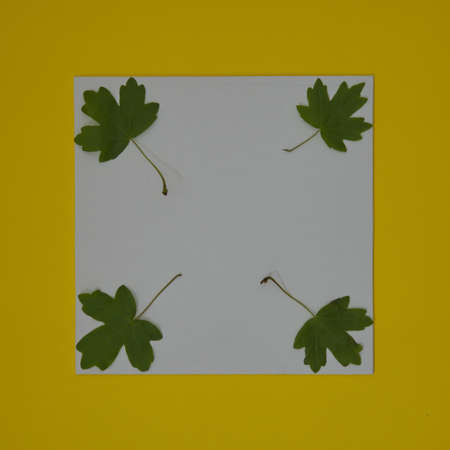 Green leaves on a white copy space on a yellow background. Minimal flat lay scene.の写真素材