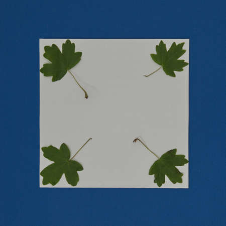 Green leaves on a white copy space on a blue background. Minimal flat lay scene.の写真素材