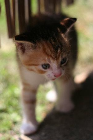 Playful kitten wandering among the grass.の写真素材