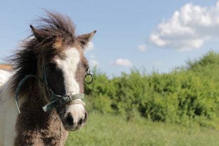 A pony stands in a lush green field.の写真素材