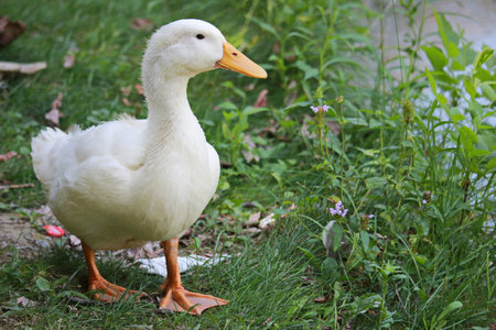 A majestic white duck stands proudly in a lush meadow of grass, its vibrant beak standing out against the peacefulness of nature's wildlifeの写真素材