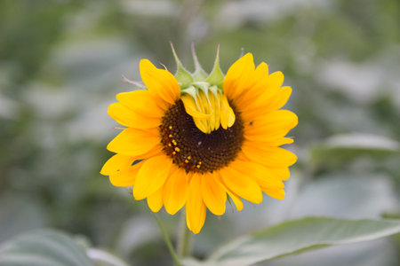 A vibrant sunflower blooms proudly outdoors, its yellow petals radiating sunshine and happiness with each delicate pollen-filled breathの写真素材