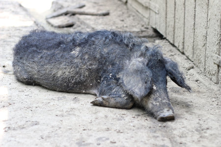 A wild boar lies quietly on the ground.の写真素材
