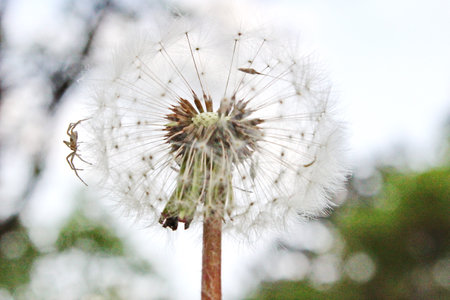 Dandelion puff attracts a small spider.の写真素材