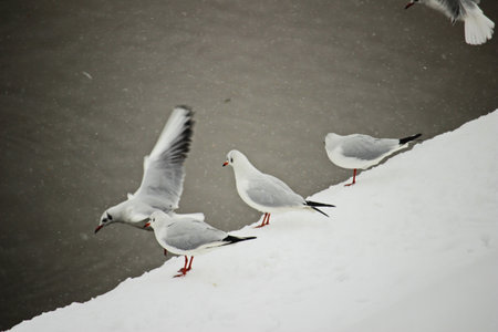 Seagulls are perched near a riverbank.の写真素材