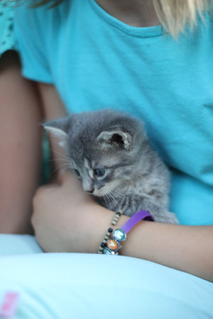 A gray kitten being gently heldの写真素材