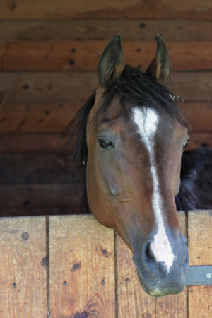 Horse looks out from its stable.の写真素材