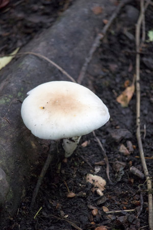 A wild and vibrant autumn scene of a solitary mushroom from the agaricaceae family, growing in harmony with nature on the ground outdoorsの写真素材