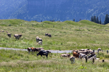 A vibrant landscape of lush grass and gentle hills captures the serene beauty of a herd of cows peacefully grazing in nature's majestic pastureの写真素材