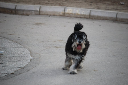 A black and white dog joyfully trots along a sidewalk.の写真素材