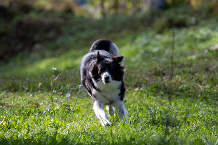 A black and white dog joyfully runs across a lush green field under a clear blue sky. The warm sunlight enhances the vibrant colors of its surroundings, showcasing a perfect day for outdoor fun.の写真素材