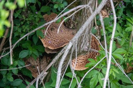 Fungi with a distinct honeycomb texture is visible on a tree trunk surrounded by vibrant green...