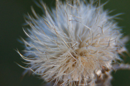 Fluffy white structure of a plant is displayed prominently, showcasing fine hairs and delicate features in a natural setting, illuminated by sunlight.の写真素材