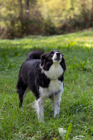 A black and white dog stands in a lush green field, gazing skyward. Sunlight filters through trees, creating a serene outdoor ambiance.の写真素材