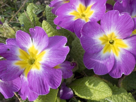 zahrada.JPGの写真素材