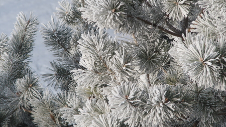 winterの写真素材