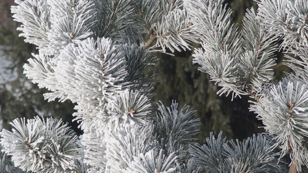 Winter2の写真素材