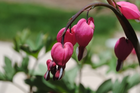 Graceful Draping Pink Bleeding Heart Flowers in Bright Spring Sunの写真素材