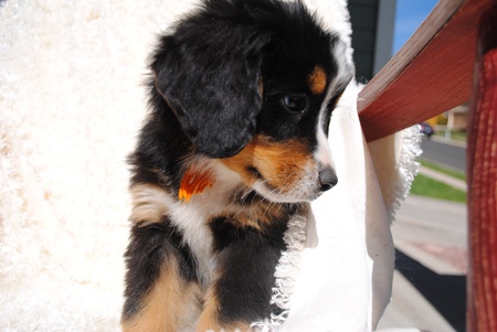 Seated and looking sideways, Black, White and Brown Bernese Mountain Dog Puppy against a fuzzy white blanket with a pensive look on it s muzzle の写真素材